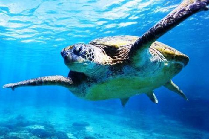 Green Turtle in der Nähe von Lady Elliot Island