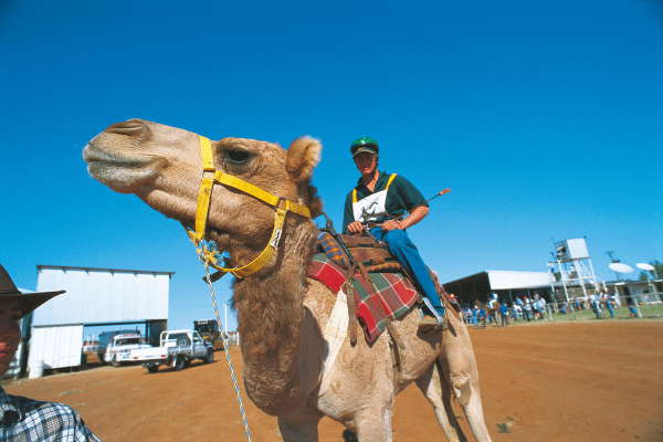 Kamelrennen in Boulia