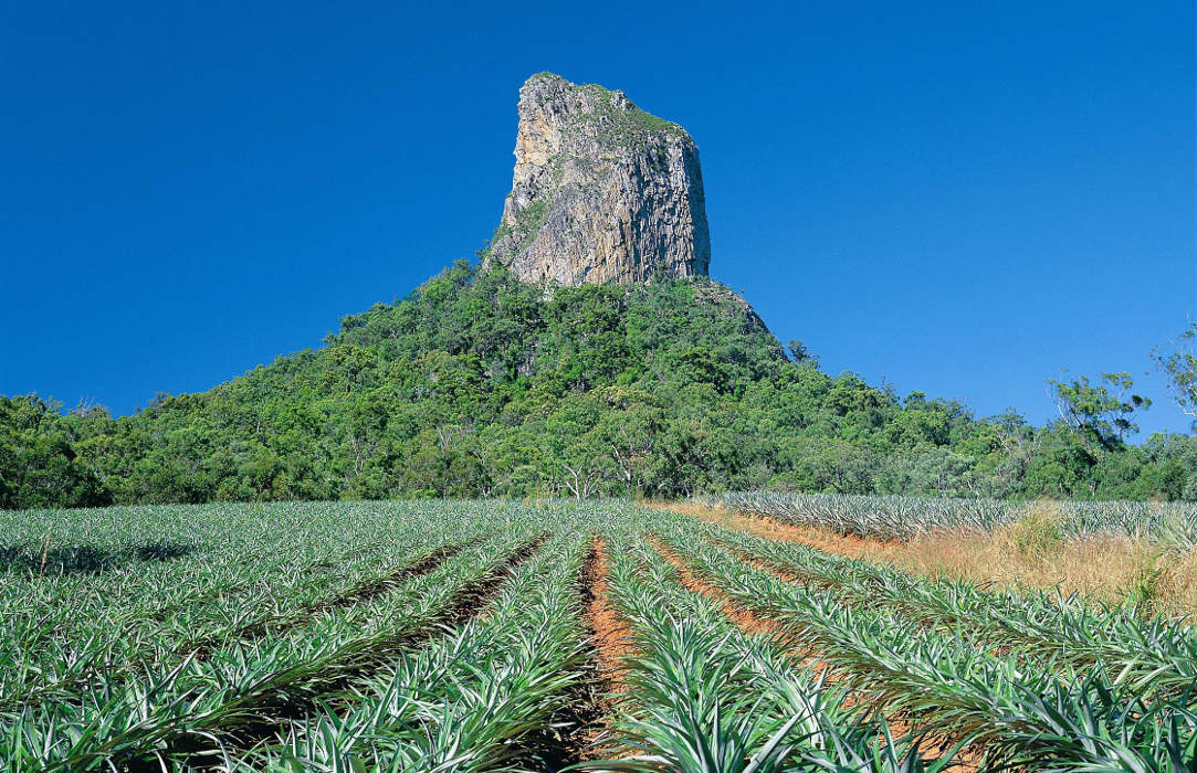 Ananasplantage im Glass House Mountains Nationalpark Nähe Brisbane