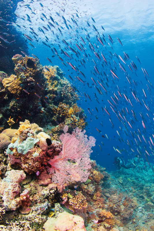 Fischschwarm im Korallenmeer