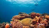 Im Korallenmeer vor Cairns  von Tourism Queensland  c/o Global Spot