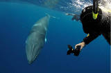 Fototermin mit Wal von Tourism Queensland  c/o Global Spot