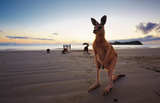 Känguru an Cape Hillsborough