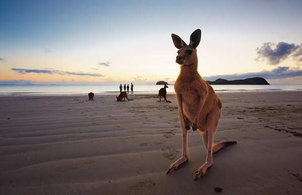 Känguru an Cape Hillsborough