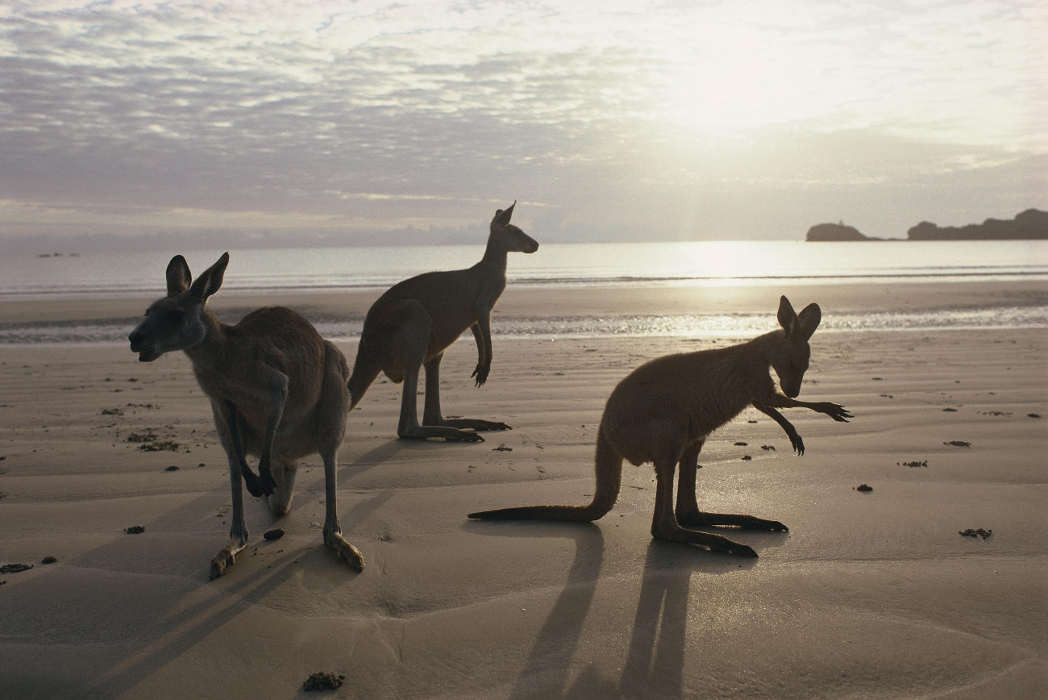 Kängurus im Cape Hillsborough National Park