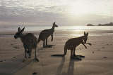 Kängurus im Cape Hillsborough National Park von Tourism Queensland c/o Global Spot