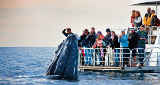 Wal am Schiff von Tourism Queensland  c/o Global Spot