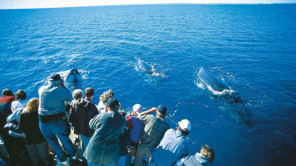 Walbeobachtung vor Queensland