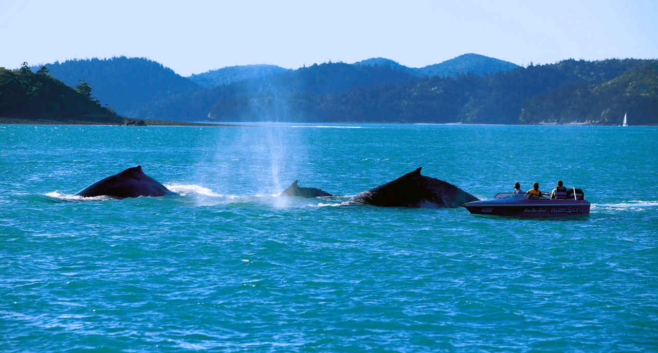 Wale vor den Whitsundays Queensland