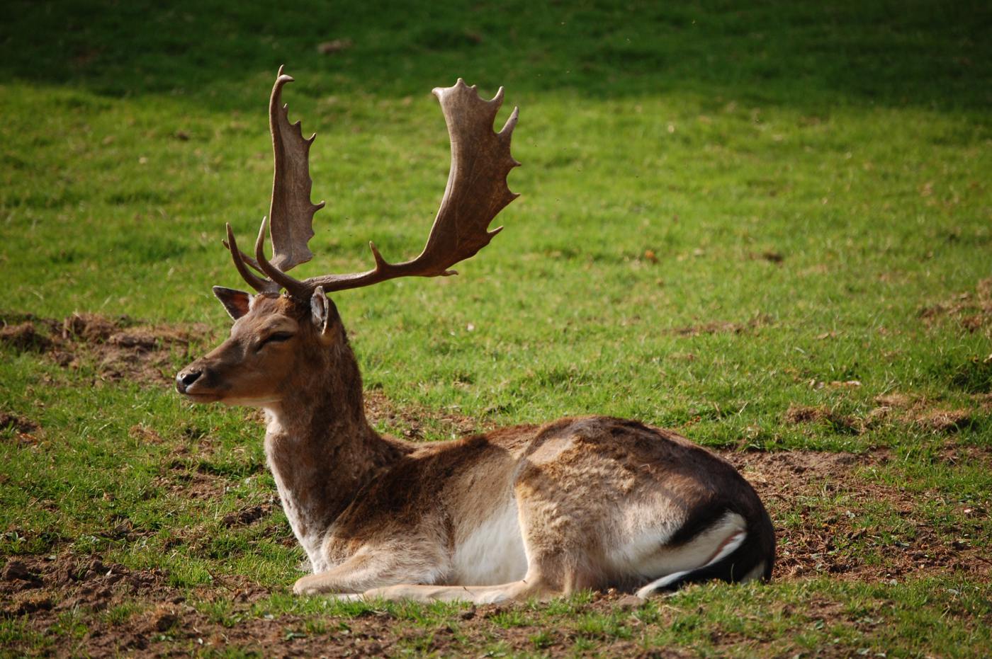 Hirsch im Wildpark Mitteltal