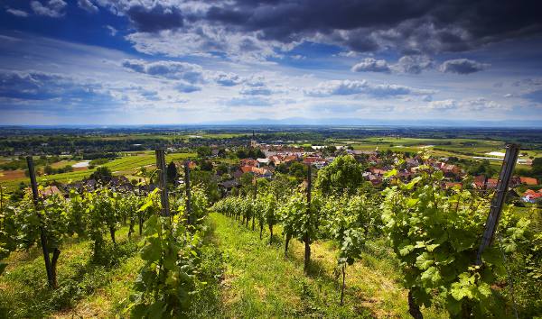 Landschaft bei Ballrechten-Dottingen