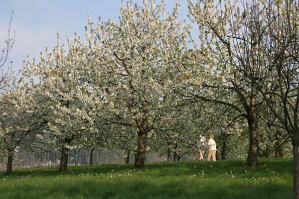 Wandern in einer blühenden Naturlandschaft - Kirschbaumblüte im Eggenertal