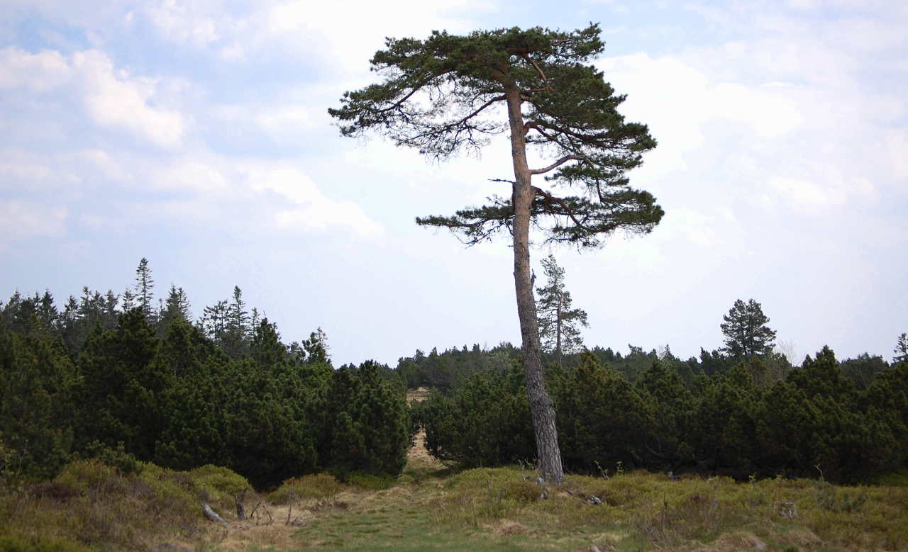 Hochmoor Nähe Ruhestein