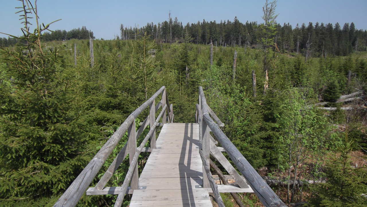 Brücke über die von Lothar umgeworfenen Bäume