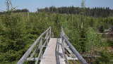 Brücke über die von Lothar umgeworfenen Bäume