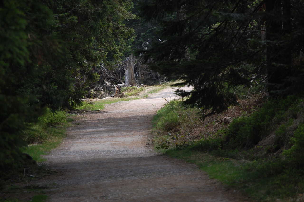 Michael-Glaser-Weg im Schwarzwald