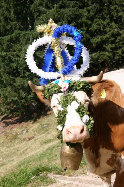 Kuh-Königin beim Almabtrieb in Sachrang