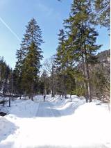 Im Wald bei Kreuth von Hihawai