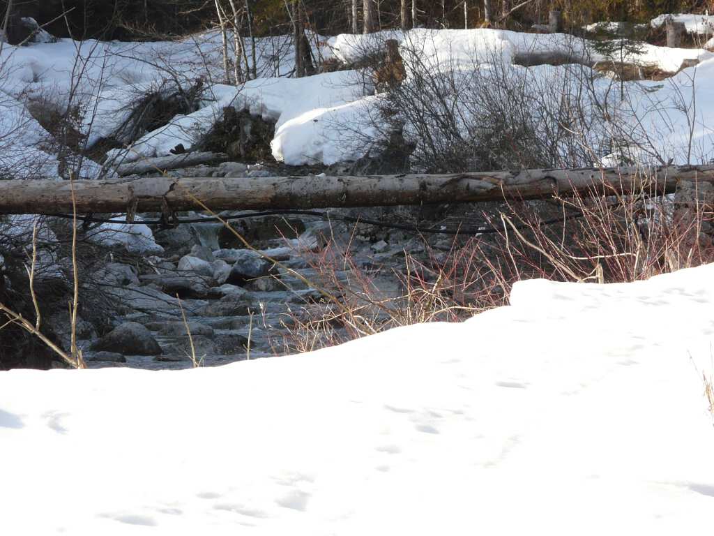 Die Weissach im Winter