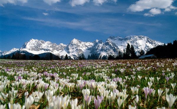 Krokusteppiche in der Alpenwelt Karwendel