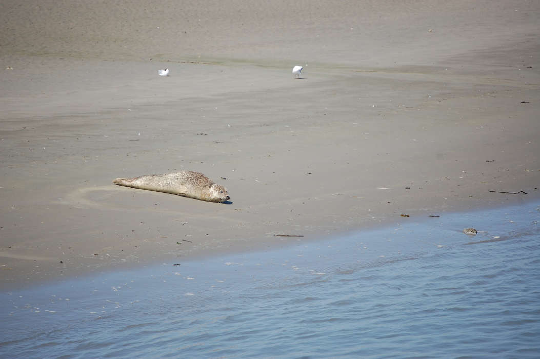 Seehund am Rande des Benser Tiefs