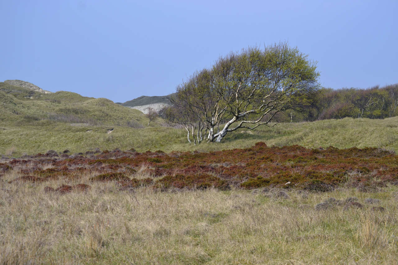 Dünen auf Norderney