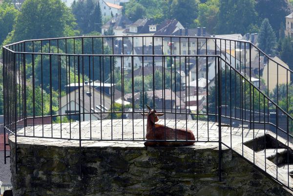 Gut bewacht - auf der Saynburg