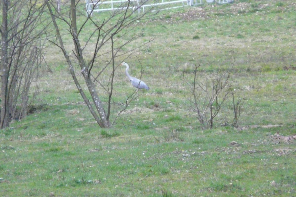 Graureiher im Odenbachtal