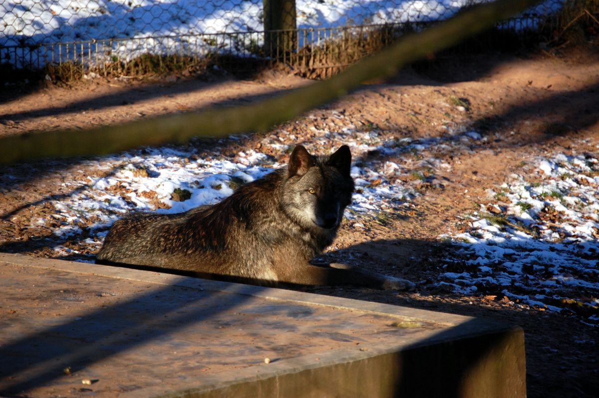 Wolf im Wolfspark