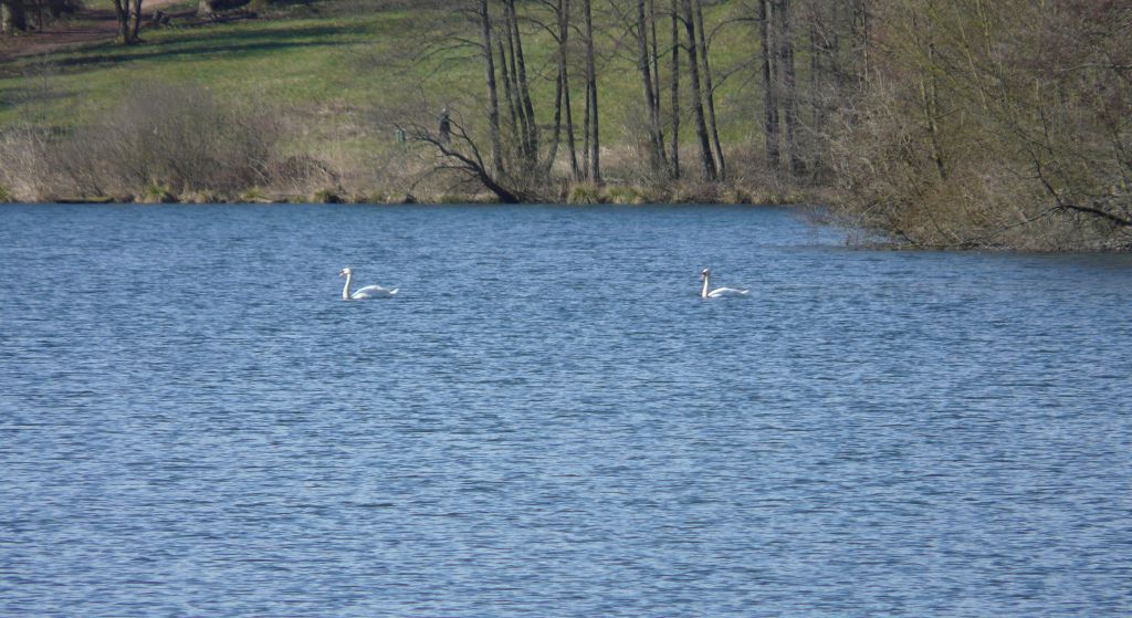 Schwäne im Niederwürzbacher Weiher