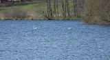 Schwäne im Niederwürzbacher Weiher