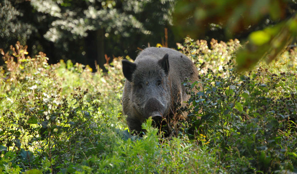 Wildsau im Wildpark Saarbrücken