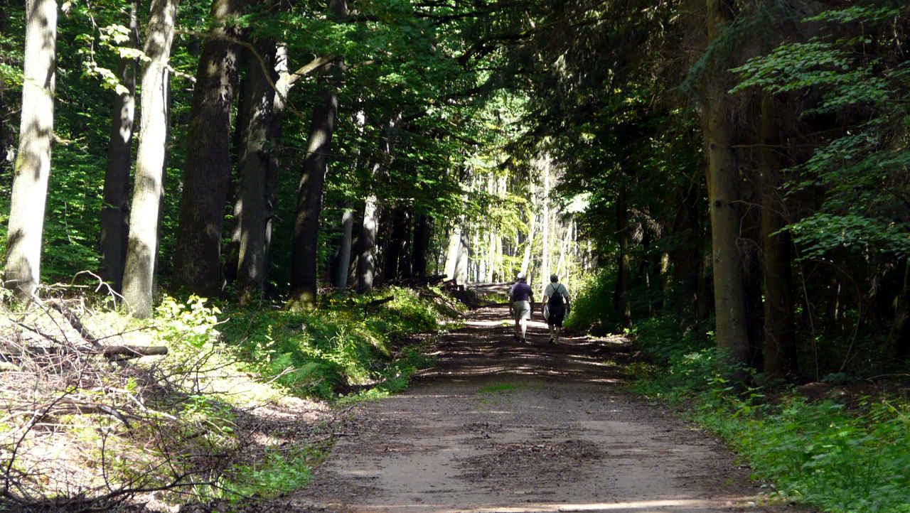 Waldweg Mühlenbach Schluchten Tour