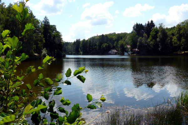 Weiher von Hasselfurth bei Bitche