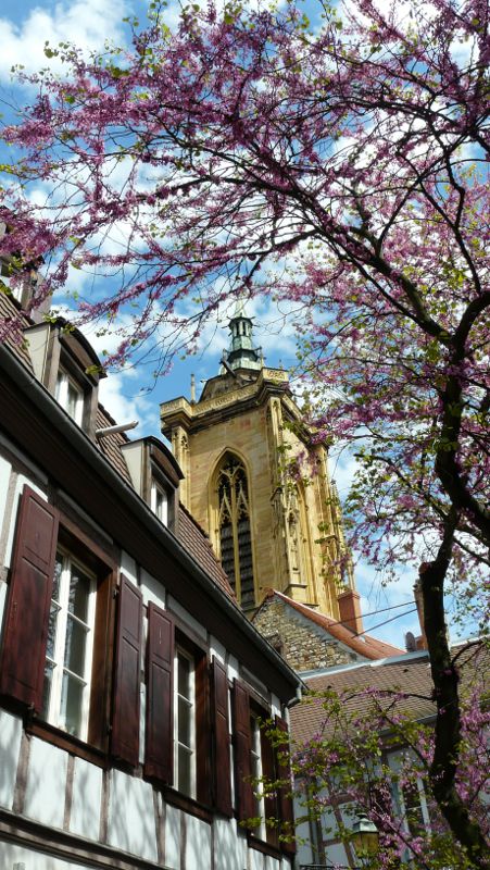 Der Turm des Martinsmünsters über Colmar