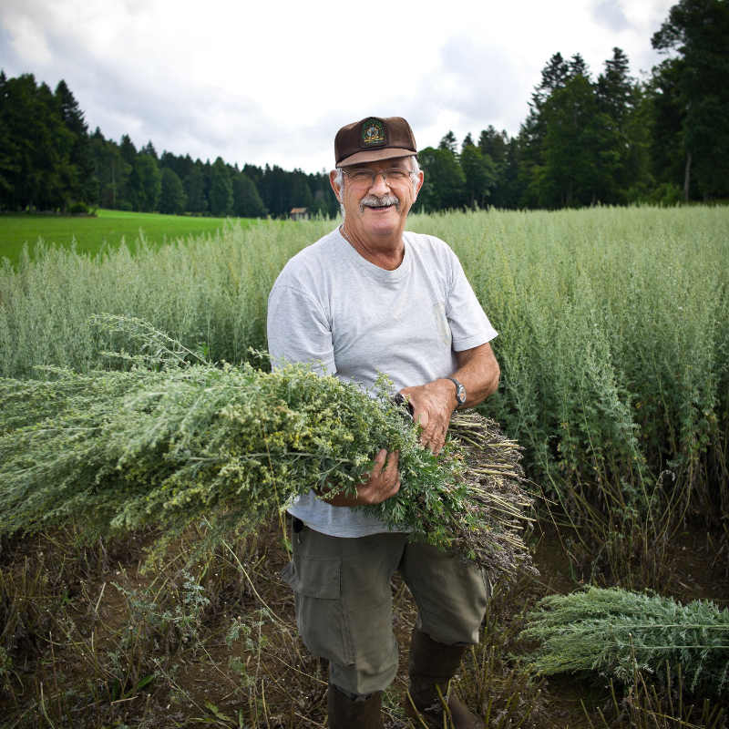 Auf den Absinth Anbaufeldern in der Franche-Comté