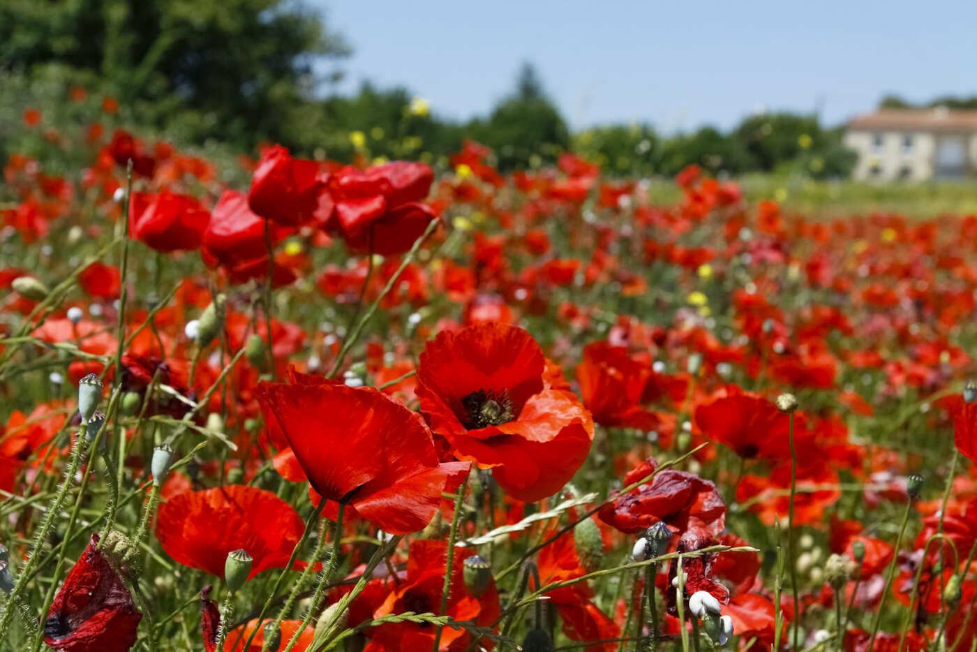 Mohnblumen bei Bedoin