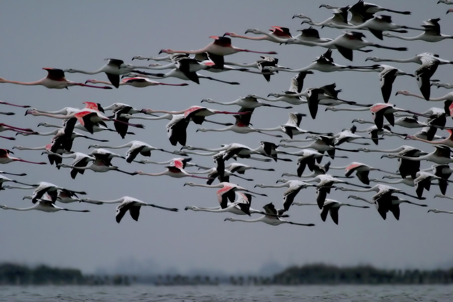 Flamingos im Podelta-Park 