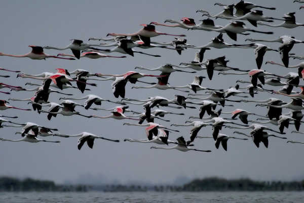 Flamingos im Podelta-Park von Archivio Po Delta Tourism c/o Roberto Maggioni TM