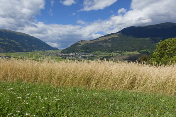 Felder im Vinschger Wind