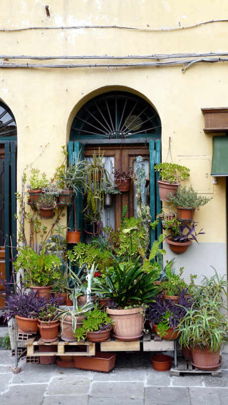 Blumen im Hauseingang Lucca 