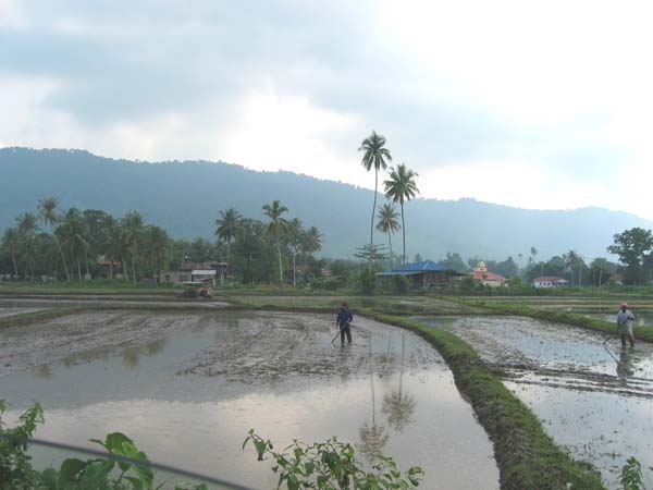 Paddy fields in Langkawi, Malaysia Picture taken by Dave Sumpner