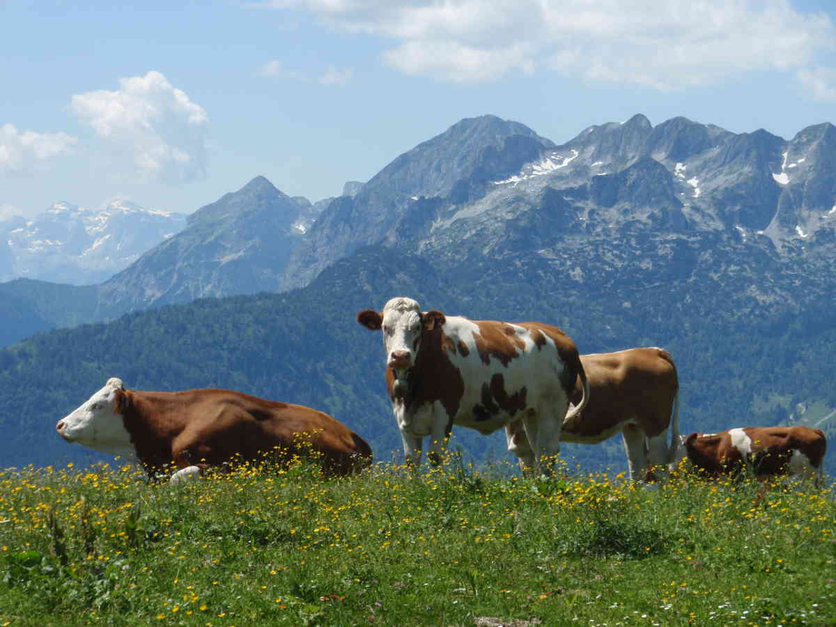 Saftige Kräuterwiesen auf der Zwieselalm