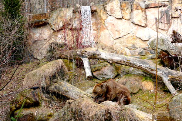 Alpenzoo Bärengehege