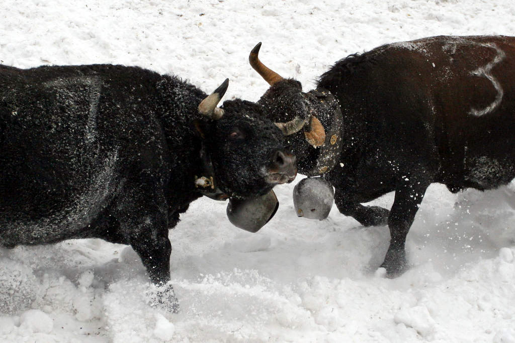 Ringkuhkampf im Schnee