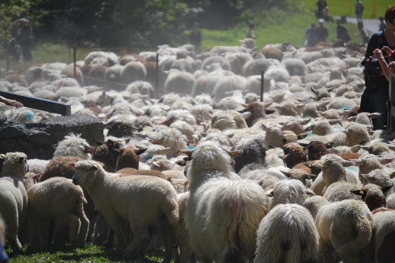 Schafabzug Gemmiweg - ab nach Leukerbad