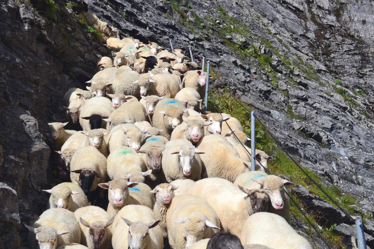 Die Schafe auf dem Gemmiweg