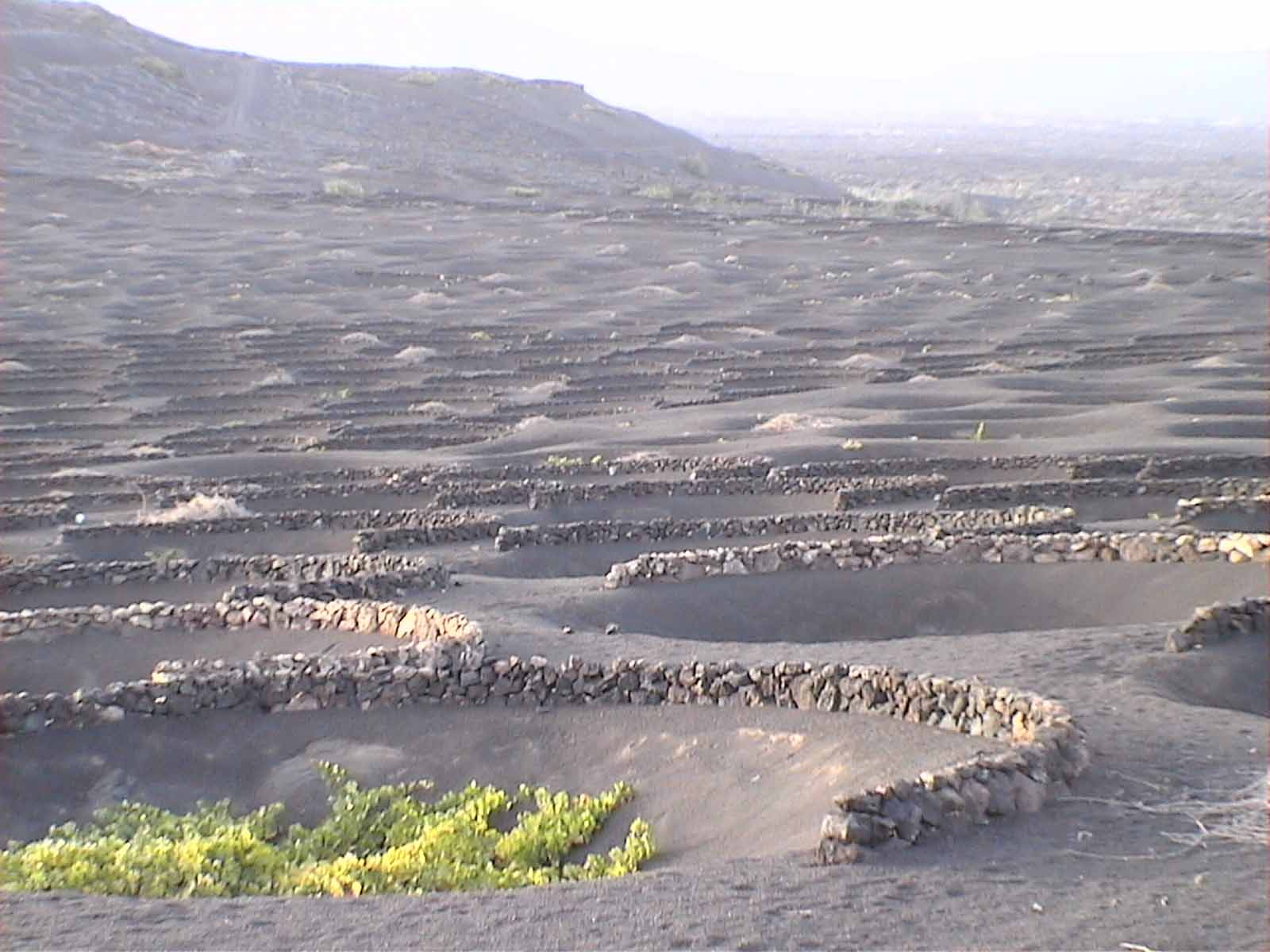 Weinbau auf Lanzarote