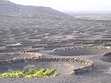 Weinbau auf Lanzarote von Hihawai