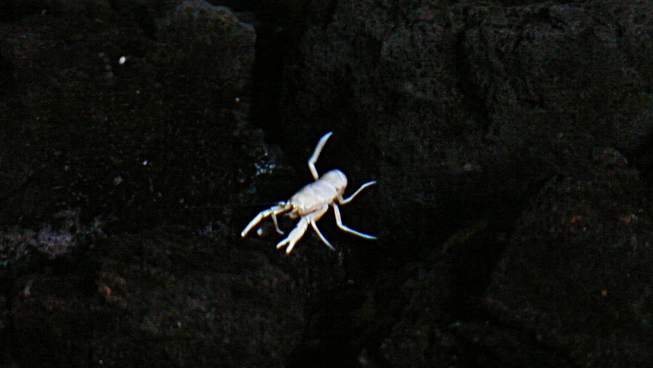 Albino Krebs im Jameo del Agua